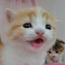 cat bounce!