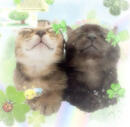 cat message